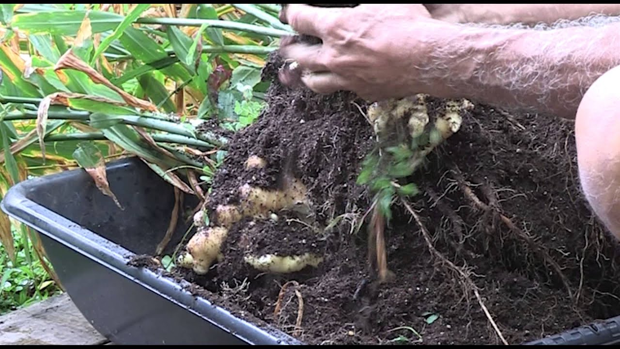 Ginger Harvest Youtube