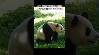 8.19, 우리 푸바오 옆집에 친구들 있어서 다행이야 , 옆집 허허오빠  나무위에서 푸바오 보게 재롱좀 자주 부려주오#fubao#hehe#pandababy 샤오허\u0026샤오푸❤️