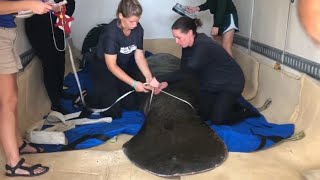 Injured Manatee Released Into Wild After Undergoing 3 Months of Rehab