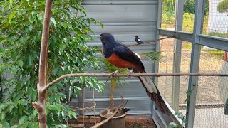 Di Aviary anakan murai di latih indukannya untuk tau apa itu makanan hariannya