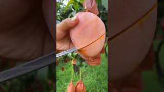 mango ki video viral hogaye #facts #mango #fruit #aam #tropicalfruit #funny #आम #mangofruit