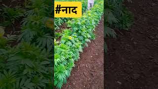 #shetkari #marigold #farming  #viral