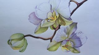 Orchid Flowers Drawing in Color Pencils | Realistic White Orchid Drawing | Crayola Color Pencils