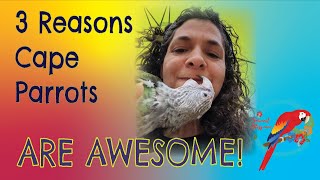 3 Reasons Cape Parrots Are The #Best #Parrots #Parrot_Bliss