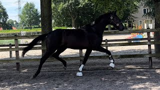 ‘Ojiolympia’ || 3yrs KWPN dressage prospect by Hometown x Sezuan