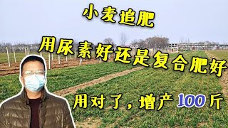 小麦追肥，用尿素好是复合肥好，用对了增产100斤