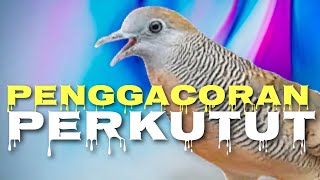 COBA TAHU DARI DULU CARA MUDAH \u0026 CEPAT MENGGACORKAN PERKUTUT