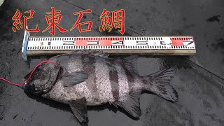 石鯛釣り　阿曽浦61.5㎝