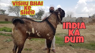 India's Biggest Goats | Vishu Bhai Bakra Series.