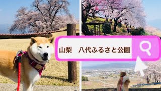 【山梨県】八代ふるさと公園の桜