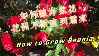 如何养护海棠花，让其开花不断直到霜冻How to Take Care Begonia and Let Them Bloom Constantly