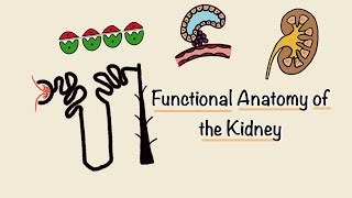 Functional Anatomy of the Kidney | Structure and Function of the Nephron | Renal Physiology