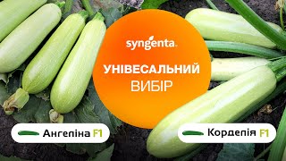 Кабачки Корделія та Ангеліна. Ранні й продуктивні гібриди