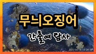 무늬오징어 1일1업 간출여  탐사