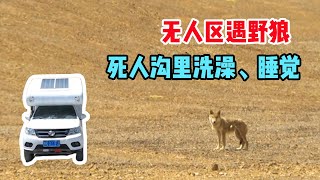 房车穿越羌塘无人区，遇野生独狼！死人沟里洗澡睡觉【信仰是风景】