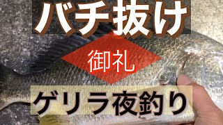 仕事帰りの：ゲリラ夜釣り🤭簡単に大型魚が釣れる❗️バチ抜け編。