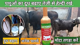 Use veterinary LACTOMILK Gel || गाय भैंस का दुध बढ़ाए मोटा तगड़ा करें || पशुओं की कमजोरी दुर करे