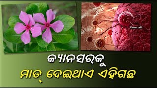 କ୍ୟାନସର ଠାରୁ ଆରମ୍ଭ କରି ଡାଇବେଟିସ ପର୍ଯ୍ୟନ୍ତ ସବୁକୁ ମାତ୍‌ ଦେଇଥାଏ ଏହି ଗଛ, ଆପଣଙ୍କ ବାଡିରେ ଅଛି କି?