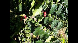 Nepal Coffee Farm in Dhading Nalang