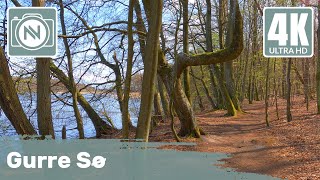 4K Virtual Walk - Gurre Sø, Denmark - A short stroll through the woods at Gurre Sø 🌳