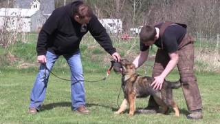 Kraftwerk K9 German Shepherd Protection Work at 4 Months Old