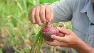 ONIONS: From the Field