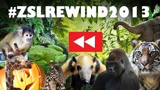 ZSL YouTube Rewind 2013