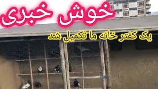 خوش خبری یک کفتر خانه ما تکمیل شد