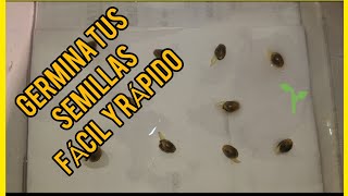 GERMINA  tus Semillas de forma FACÍL con este TIP🌱