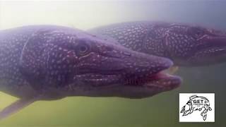 Underwater video of MONSTER northern pike staging for spawning