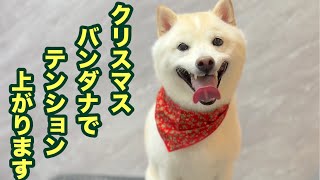 クリスマスバンダナで喜ぶ可愛い柴犬🎄（銀くん）