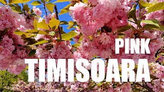 Pink Timisoara in the spring | Be joyful