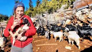 Natural life on the plateau on cold winter days | We made butter and cottage cheese.