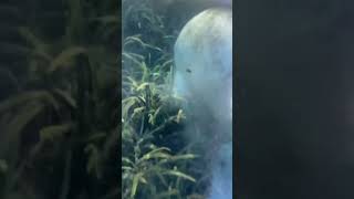 Kayaking with manatees in Silver Springs Florida goes wrong #silversprings  #kayaking #manatees