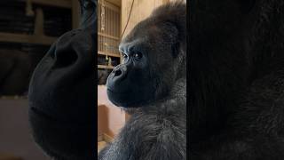 イケメンゴリラのシャバーニ 🦍🤣 #東山動植物園