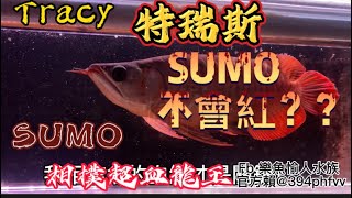 【樂魚愉人水族】已讓藏～SUMO不會紅？ TRacy． 特瑞斯 SUMO相撲超血龍王  嚴選體態🔥 #紅龍 #水族館 #血紅龍 #大型魚 #龍魚 #sumo #樂魚愉人水族