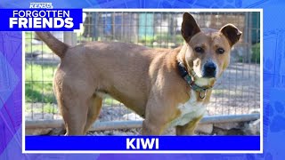 Kiwi has been at the shelter for two years waiting for someone to love | Forgotten Friends