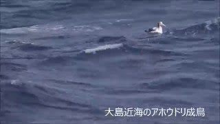 伊豆大島近海のアホウドリ 2016.04.13