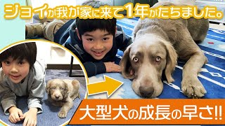 【大型犬を飼うなら知っておこう！】たった１年でこんなに大きく！？ジョイの成長の早さに驚愕！