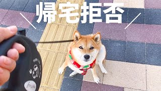 【拒否柴】帰宅拒否する姿がかわいい柴犬【犬のいる暮らし】Shiba Inu refuses to go home - Living with a dog