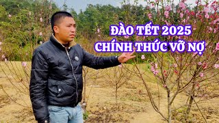 Ế nặng đào tết 2025, chủ vườn chờ vỡ nợ