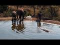 Hippo Scared the Calf... Mum Wasn't Impressed