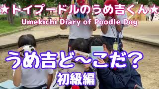 うめ吉ど〜こだ？ 初級編★トイプードルのうめ吉くん(962日目)★Umekichi Diary of Poodle Dog