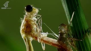 From nymph to damselfly | Highlands - Scotland's Wild Heart