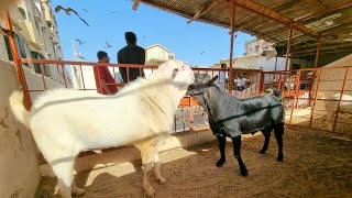 World Champion Gulabi Teddy Goat Farm(Complete Documentary)