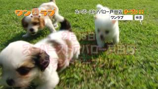 ペットショップ　ワンラブ　CM動画2012-02月