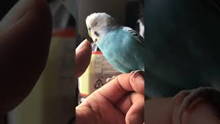 セキセイインコのおはよう　Budgerigar says “Good morning”