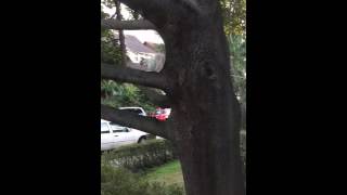Albino Squirrel Eating a Nut (Time Lapse)