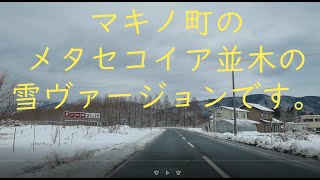 マキノメタセコイア並木雪景色