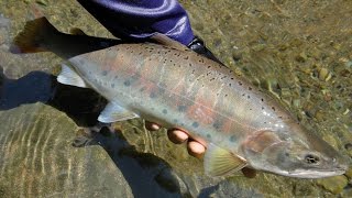 桂川の居着き大ヤマメ/Japanese native trout in Katsura River of Yamanashi.